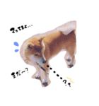 柴犬。。（個別スタンプ：3）