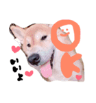 柴犬。。（個別スタンプ：4）