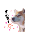 柴犬。。（個別スタンプ：6）