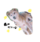 柴犬。。（個別スタンプ：7）