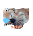 柴犬。。（個別スタンプ：8）