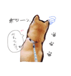柴犬。。（個別スタンプ：11）