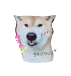 柴犬。。（個別スタンプ：13）