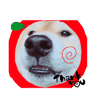 柴犬。。（個別スタンプ：14）