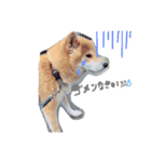 柴犬。。（個別スタンプ：15）