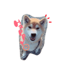 柴犬。。（個別スタンプ：16）