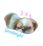 ごきげんシーズーのはなちゃん（個別スタンプ：2）