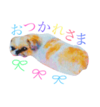 ごきげんシーズーのはなちゃん（個別スタンプ：3）