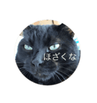 トトハピ（個別スタンプ：3）
