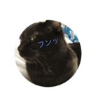 トトハピ（個別スタンプ：7）