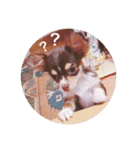 シェリーちゃん（個別スタンプ：3）