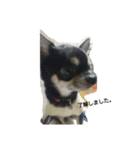 dog yukihiro 2（個別スタンプ：1）