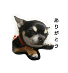 dog yukihiro 2（個別スタンプ：2）