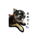 dog yukihiro 2（個別スタンプ：3）