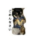 dog yukihiro 2（個別スタンプ：4）