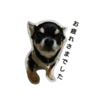 dog yukihiro 2（個別スタンプ：5）