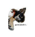 dog yukihiro 2（個別スタンプ：6）