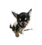 dog yukihiro 2（個別スタンプ：7）