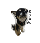 dog yukihiro 2（個別スタンプ：8）