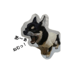 dog yukihiro 2（個別スタンプ：9）