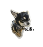dog yukihiro 2（個別スタンプ：10）