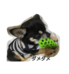 dog yukihiro 2（個別スタンプ：11）