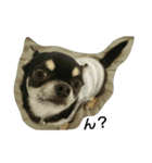 dog yukihiro 2（個別スタンプ：13）