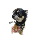 dog yukihiro 2（個別スタンプ：15）