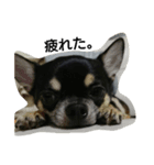 dog yukihiro 2（個別スタンプ：16）