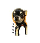 dog yukihiro 2（個別スタンプ：18）