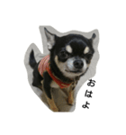 dog yukihiro 2（個別スタンプ：19）