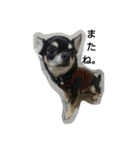 dog yukihiro 2（個別スタンプ：20）