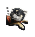 dog yukihiro 2（個別スタンプ：21）
