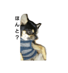 dog yukihiro 2（個別スタンプ：22）