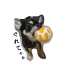 dog yukihiro 2（個別スタンプ：23）