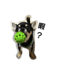 dog yukihiro 2（個別スタンプ：24）