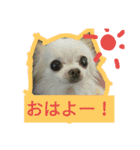 Chihuahua kun（個別スタンプ：1）