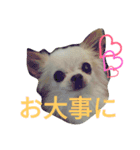 Chihuahua kun（個別スタンプ：4）