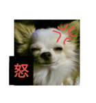 Chihuahua kun（個別スタンプ：6）