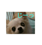 Chihuahua kun（個別スタンプ：15）