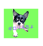 ごましおチワワ（個別スタンプ：1）