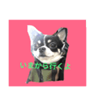ごましおチワワ（個別スタンプ：2）