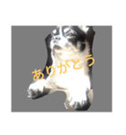 ごましおチワワ（個別スタンプ：3）