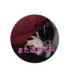 ごましおチワワ（個別スタンプ：4）