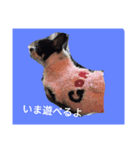 ごましおチワワ（個別スタンプ：5）