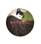 ごましおチワワ（個別スタンプ：6）