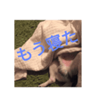 ごましおチワワ（個別スタンプ：7）