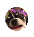 ごましおチワワ（個別スタンプ：8）