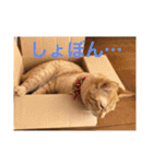 茶トラさんのスタンプ2（個別スタンプ：3）
