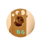 茶トラさんのスタンプ2（個別スタンプ：7）